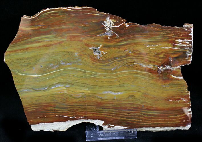 Petrified Elm Wood Slab - Hoodoo Creek, Oregon #22443